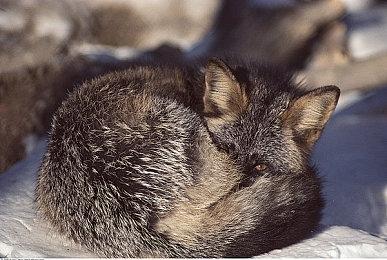 《全面战争：战锤3》单人战役IGN 9分：富有挑战、有创意